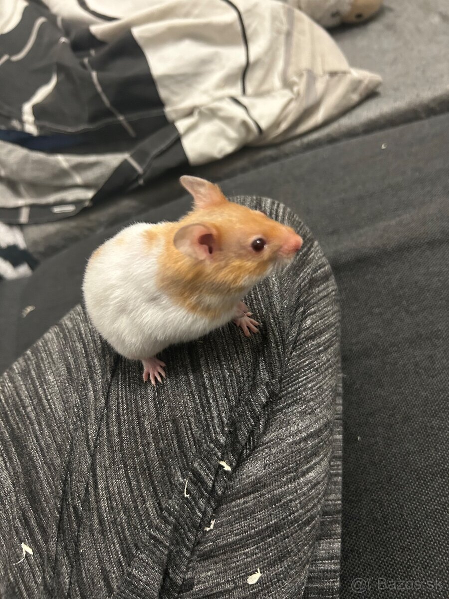 Škrečok sýrsky - 6