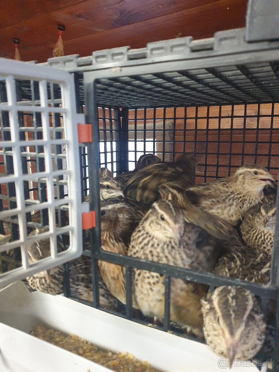 Japonské prepelice Faraon - 6