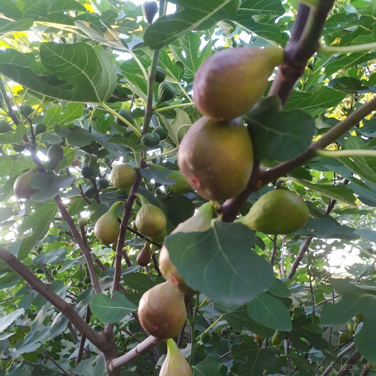 Predám FIGOVNÍK, figovníky Brown Turkey - 6