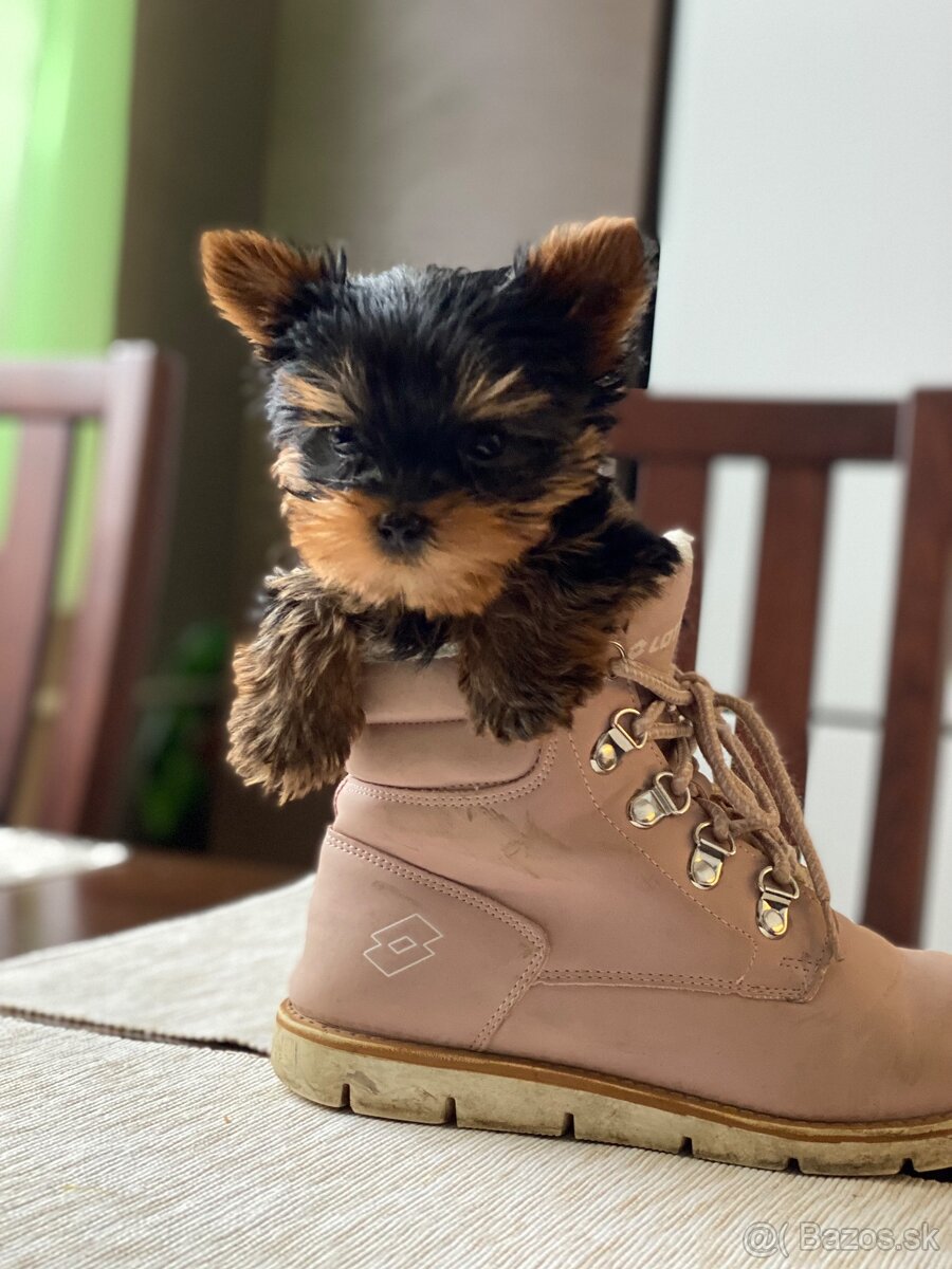 Yorkshirsky terier - 6