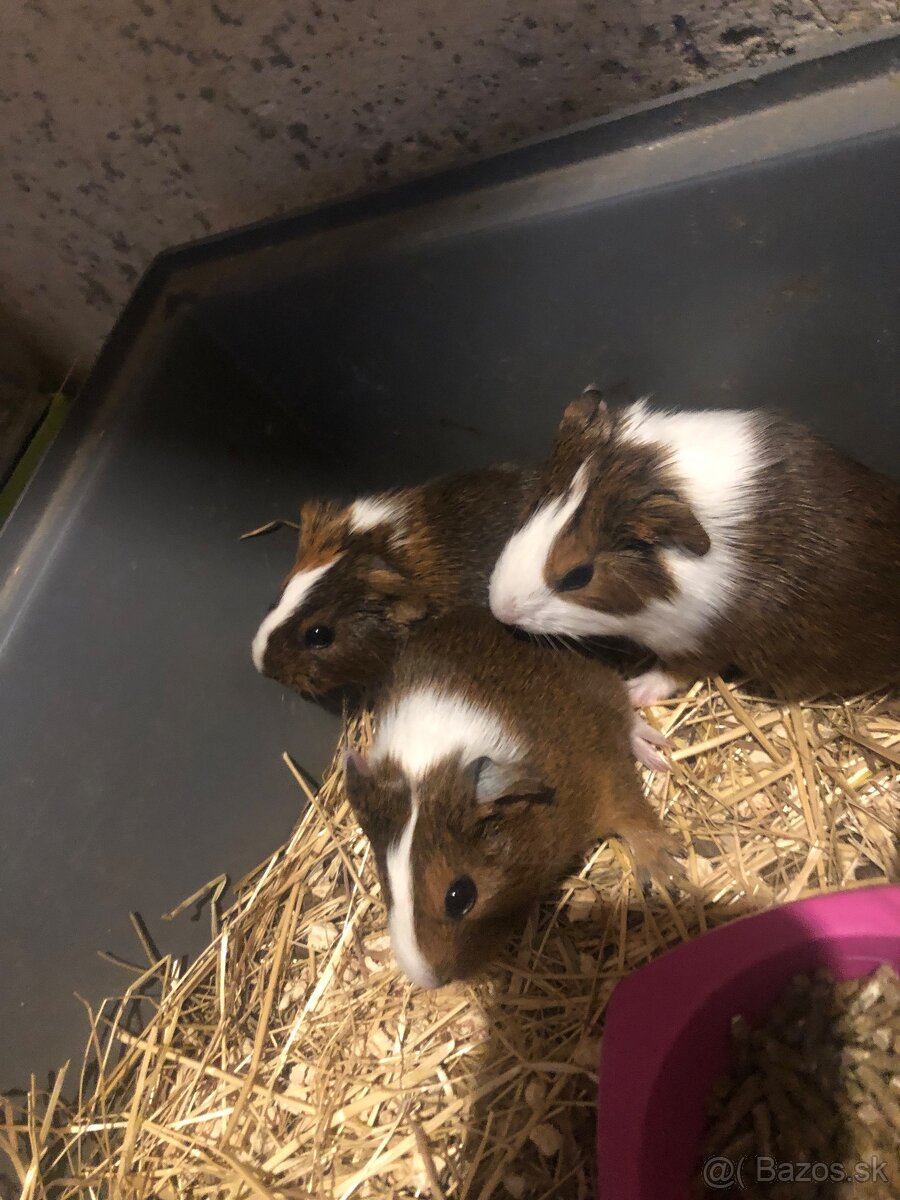 Darujem Morčatka odber možný hneď - 6