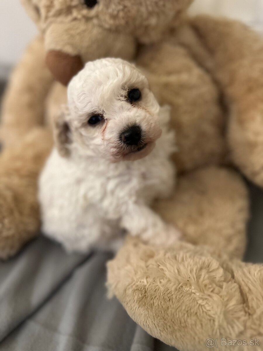 Trpaslíčí pudlik pudel - 6