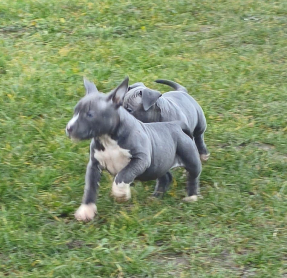 Americký stafordšírsky teriér - 6