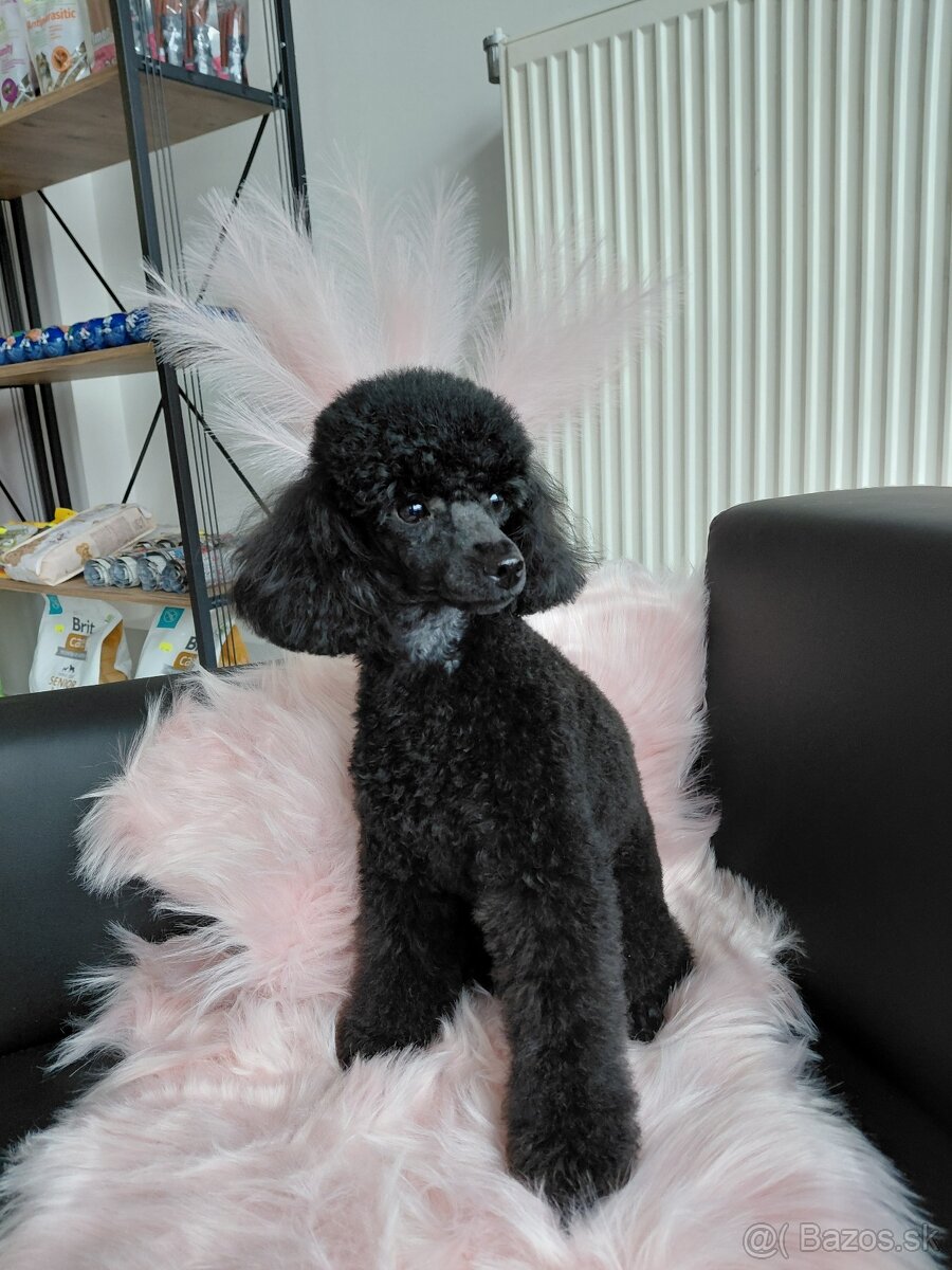 Nový Salón pre psov Lusi vo Svite. - 6