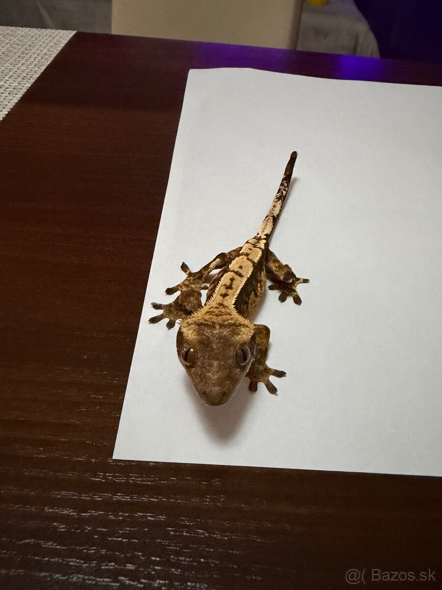 Pagekon riasnatý - 6