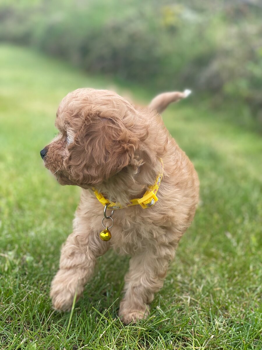 Cavapoo šteniatko - 6