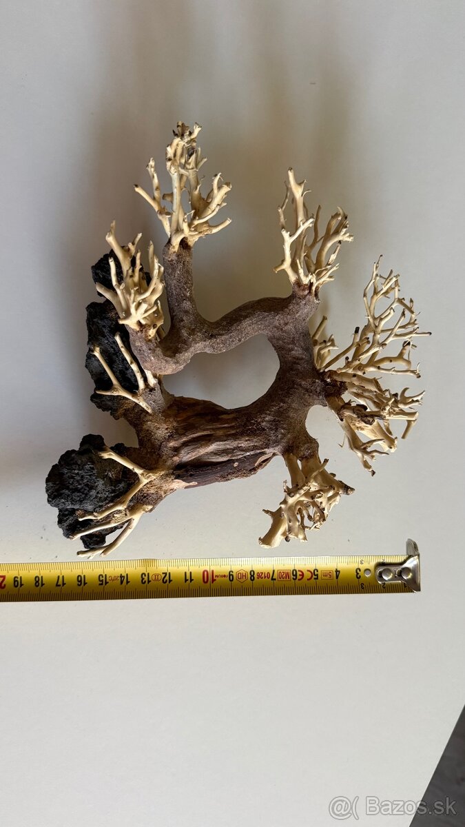 Bonsai Driftwood - 6