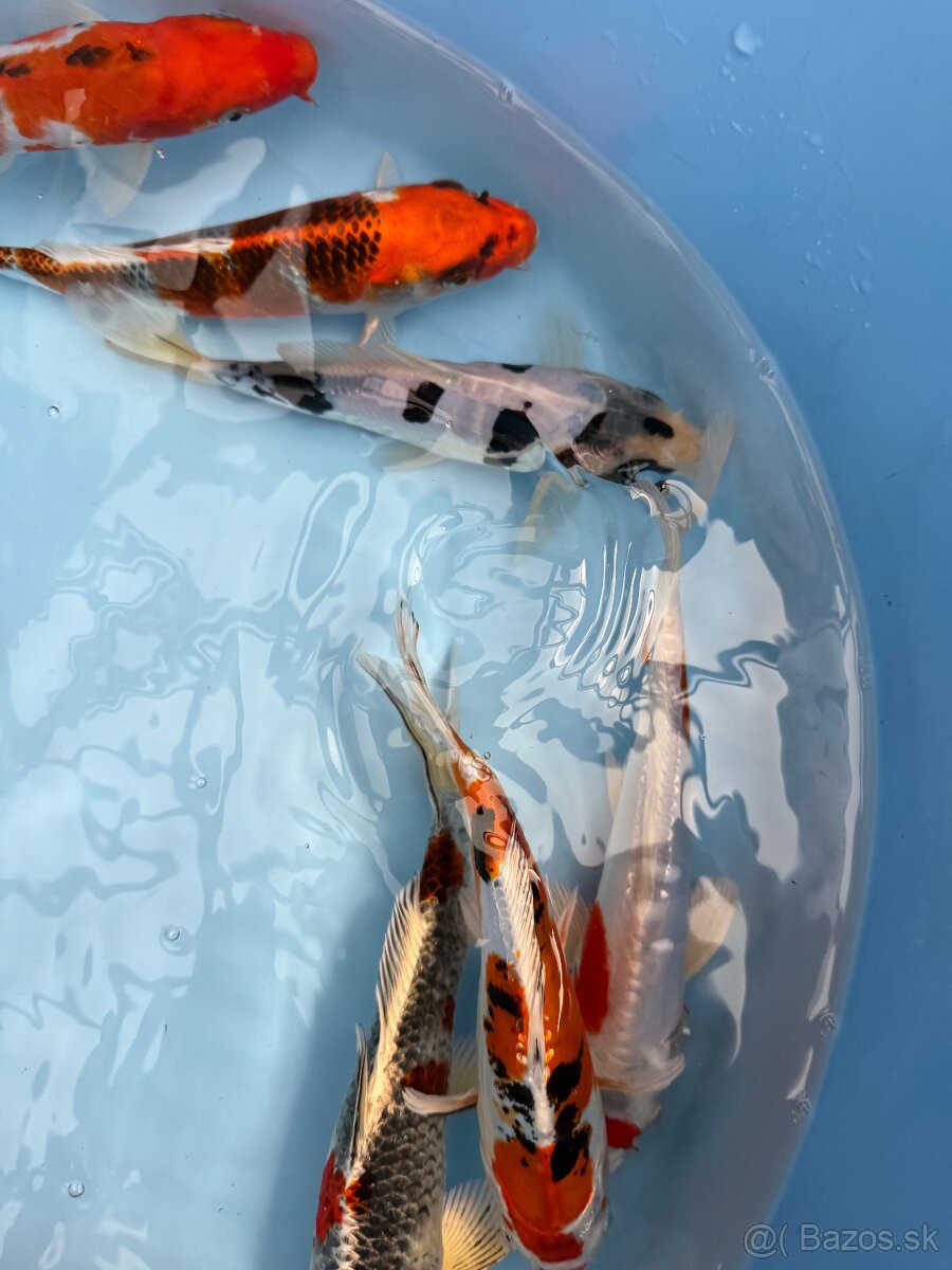 Koi kapor - 6