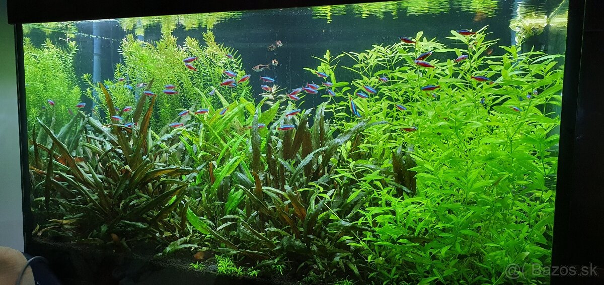 Akvarijné rastliny - 6