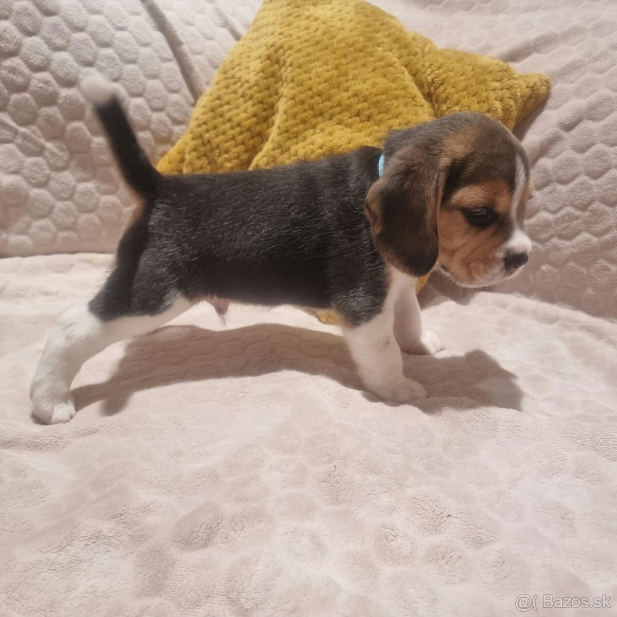 Bígel, Beagle, štěňátka - 6