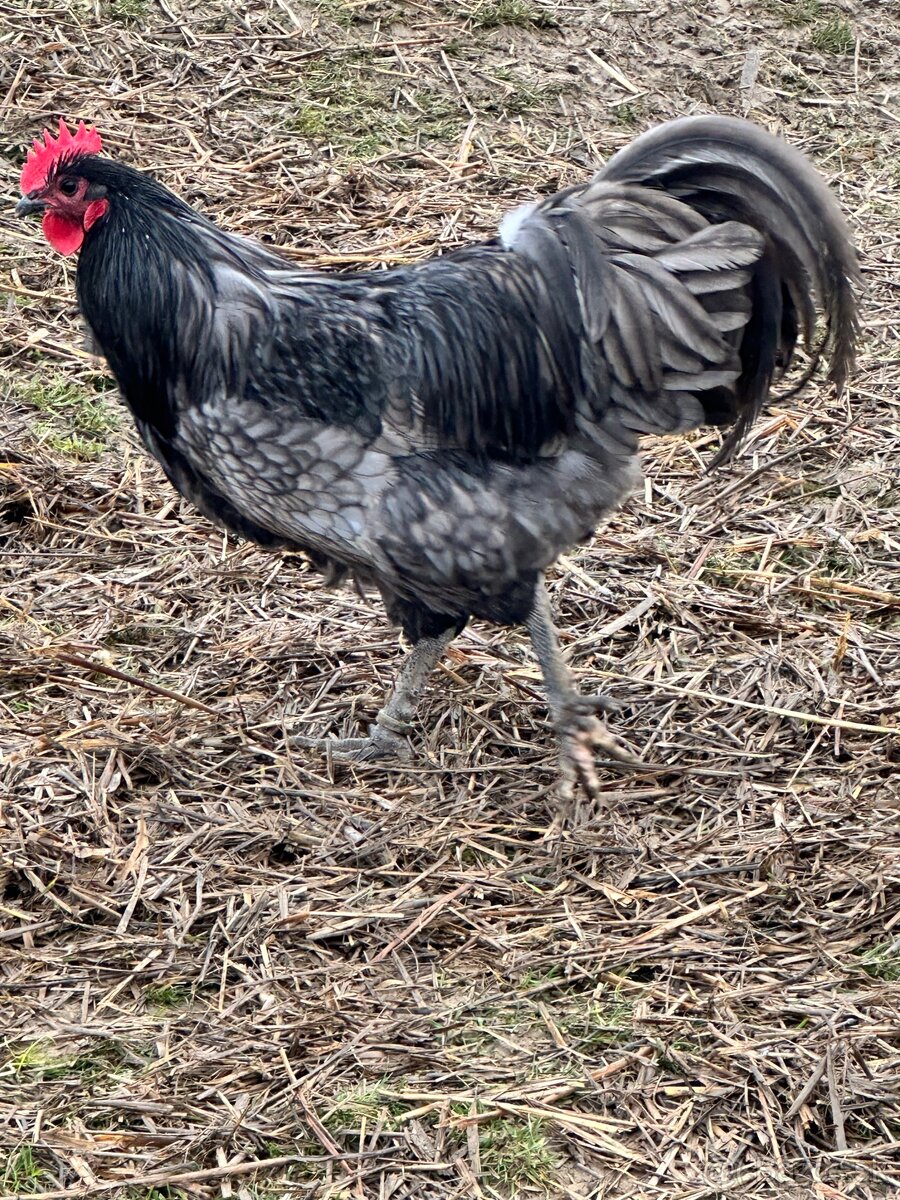 Australorpka - 6