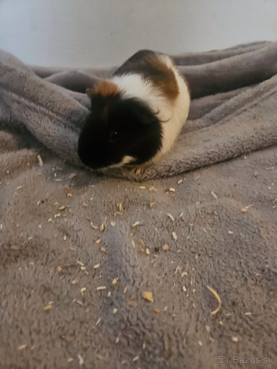 Morske prasiatka - 6