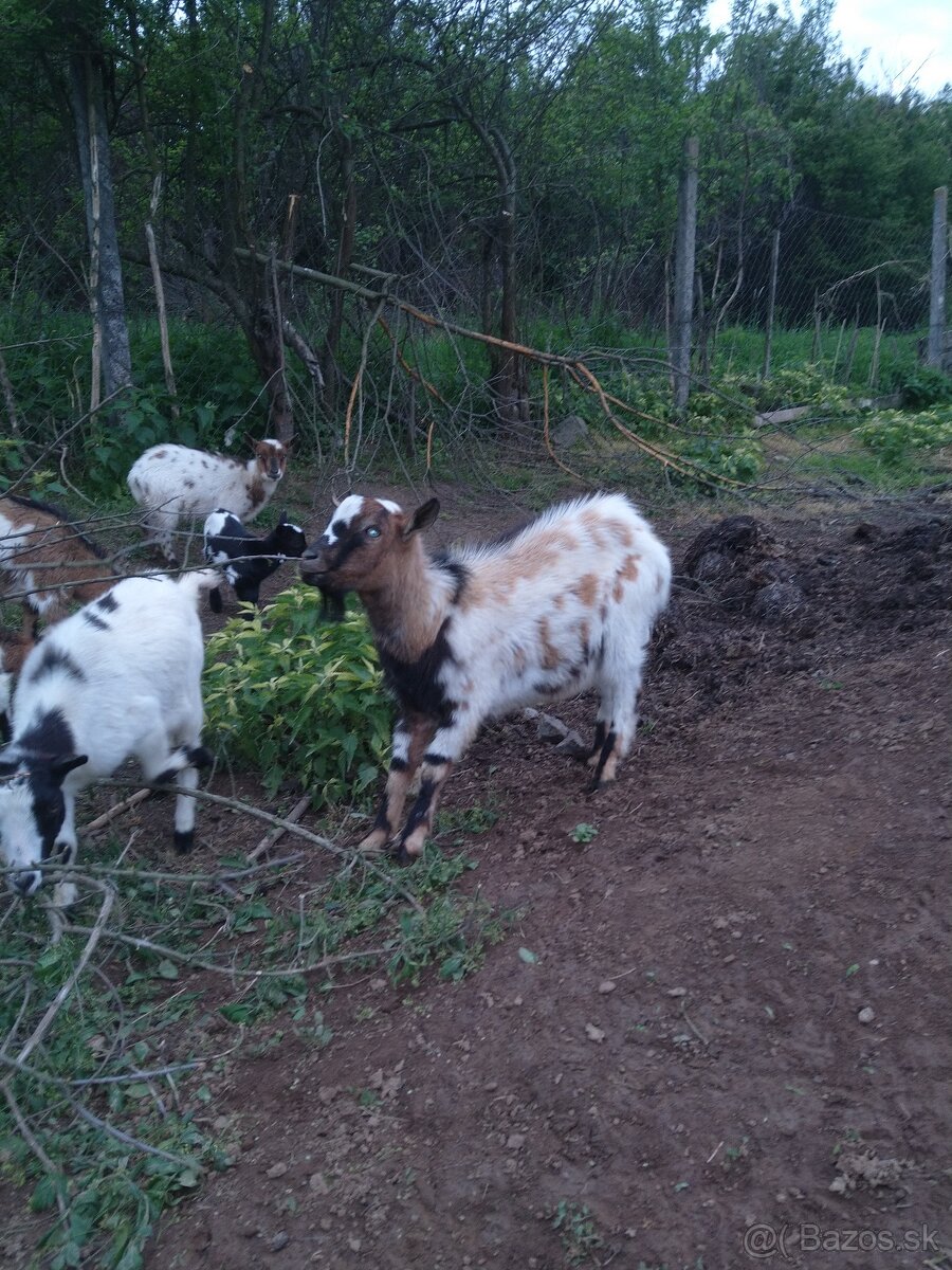 Minikozy darujem - 6