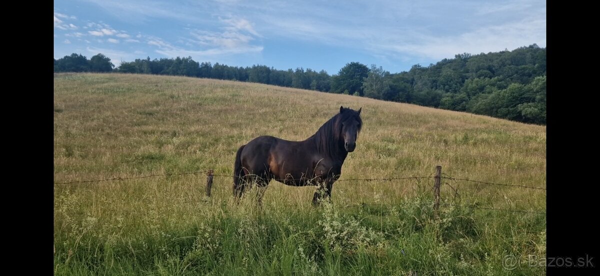 Ťažný žrebec - 6