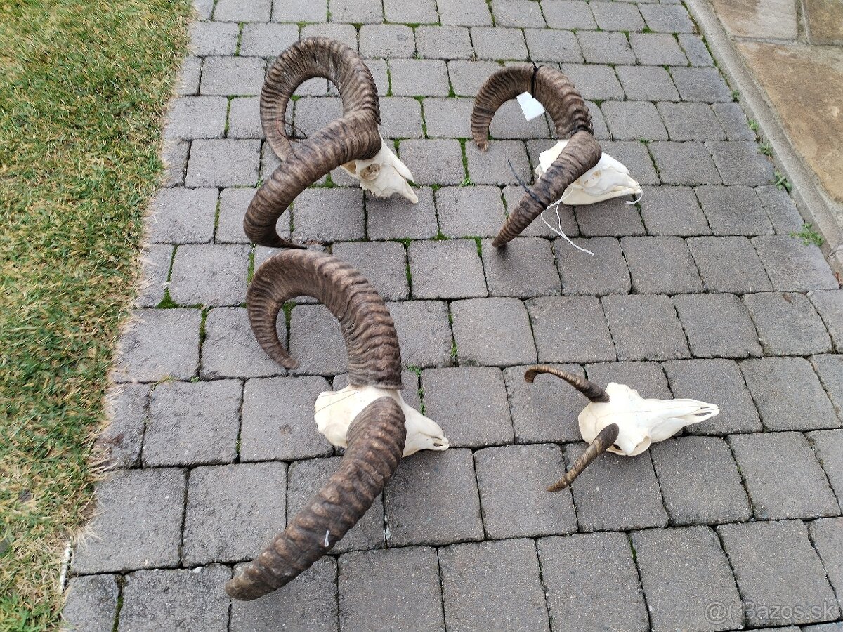 Trofeje muflonov - 6