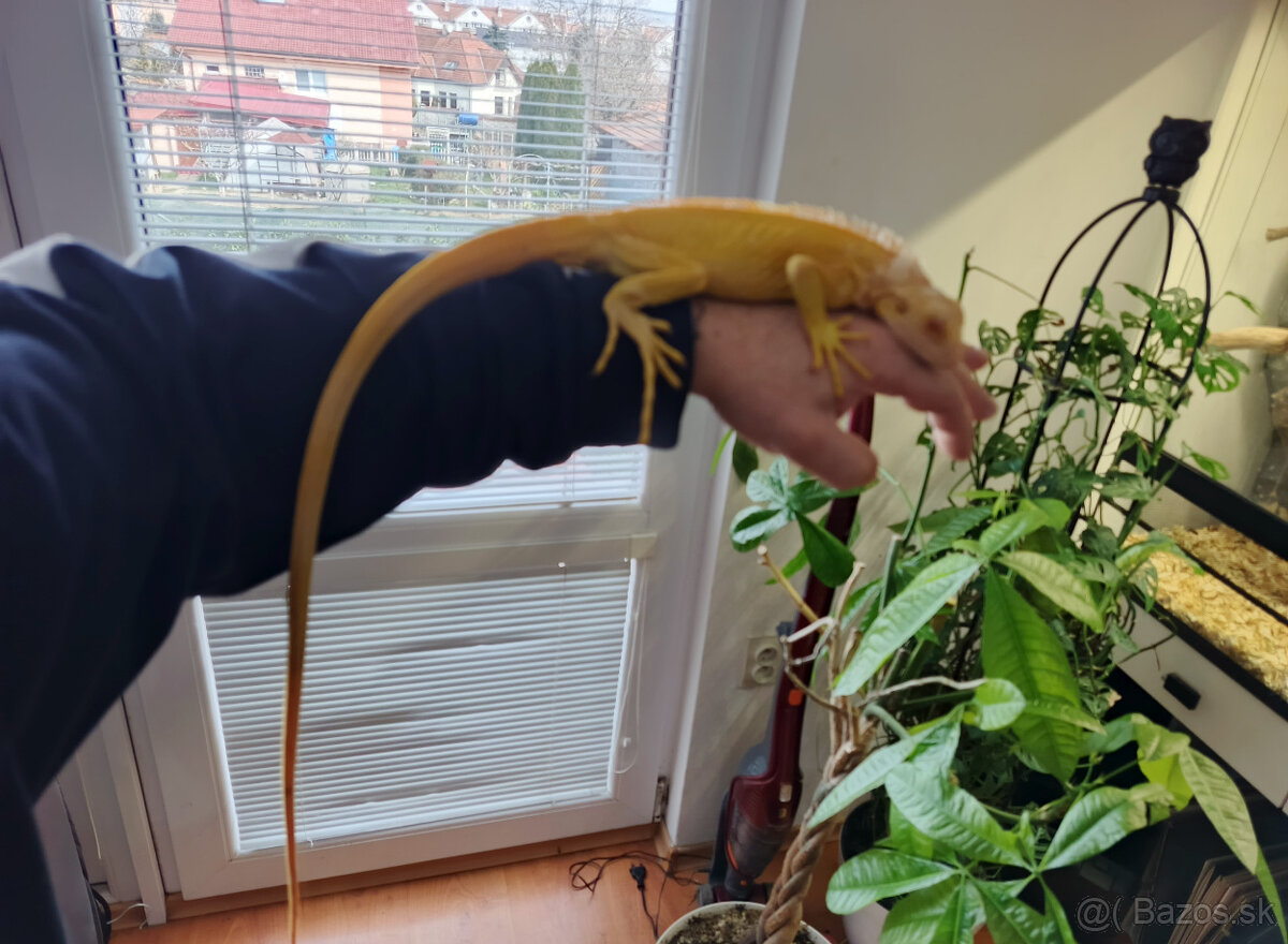 Pár leguán Albíno - 6