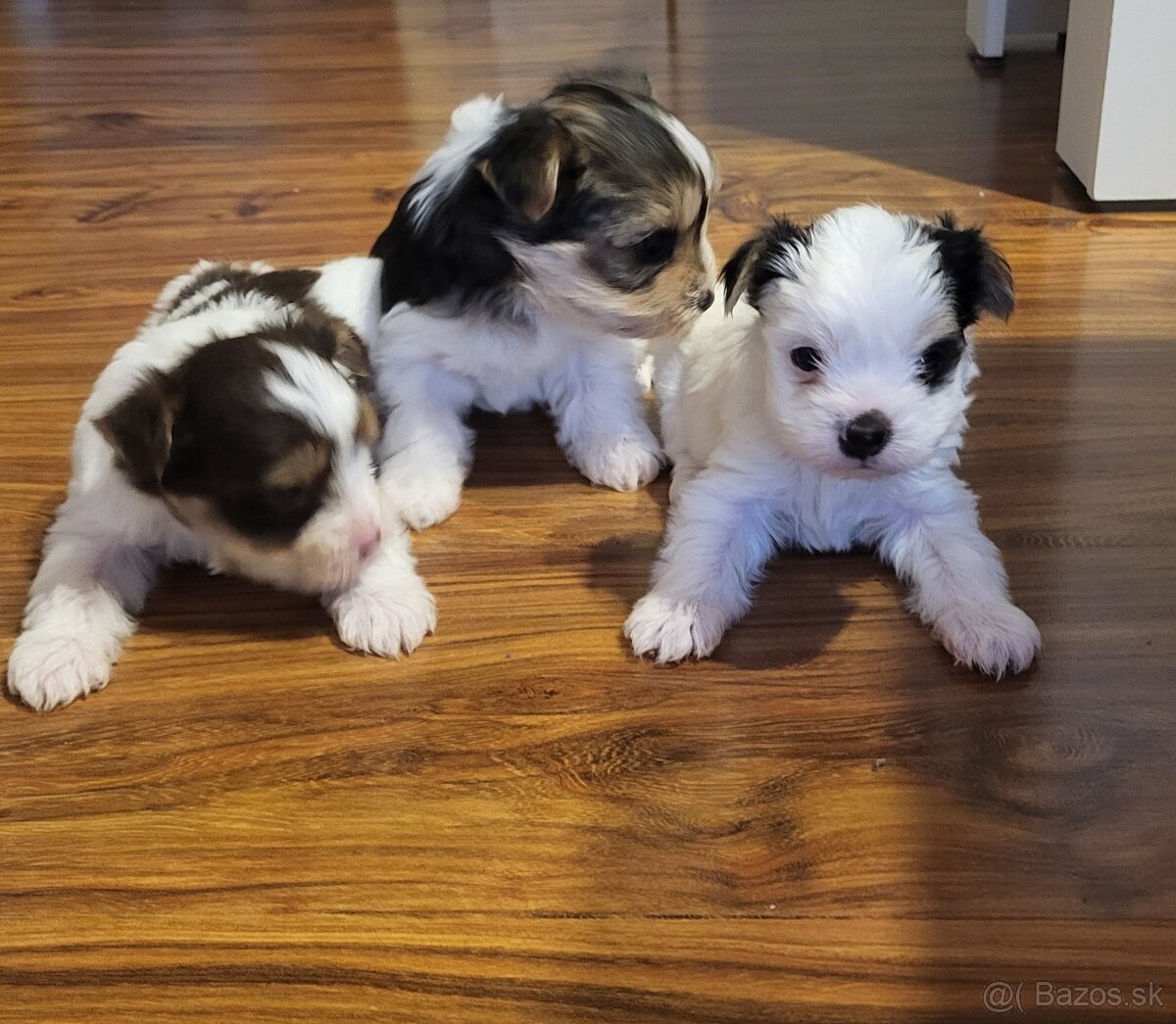 Yorkshire Biewer - 6