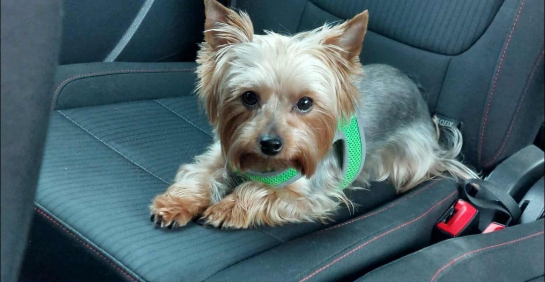 Yorkshirsky teriér MINI psík do dobrých rúk - 6