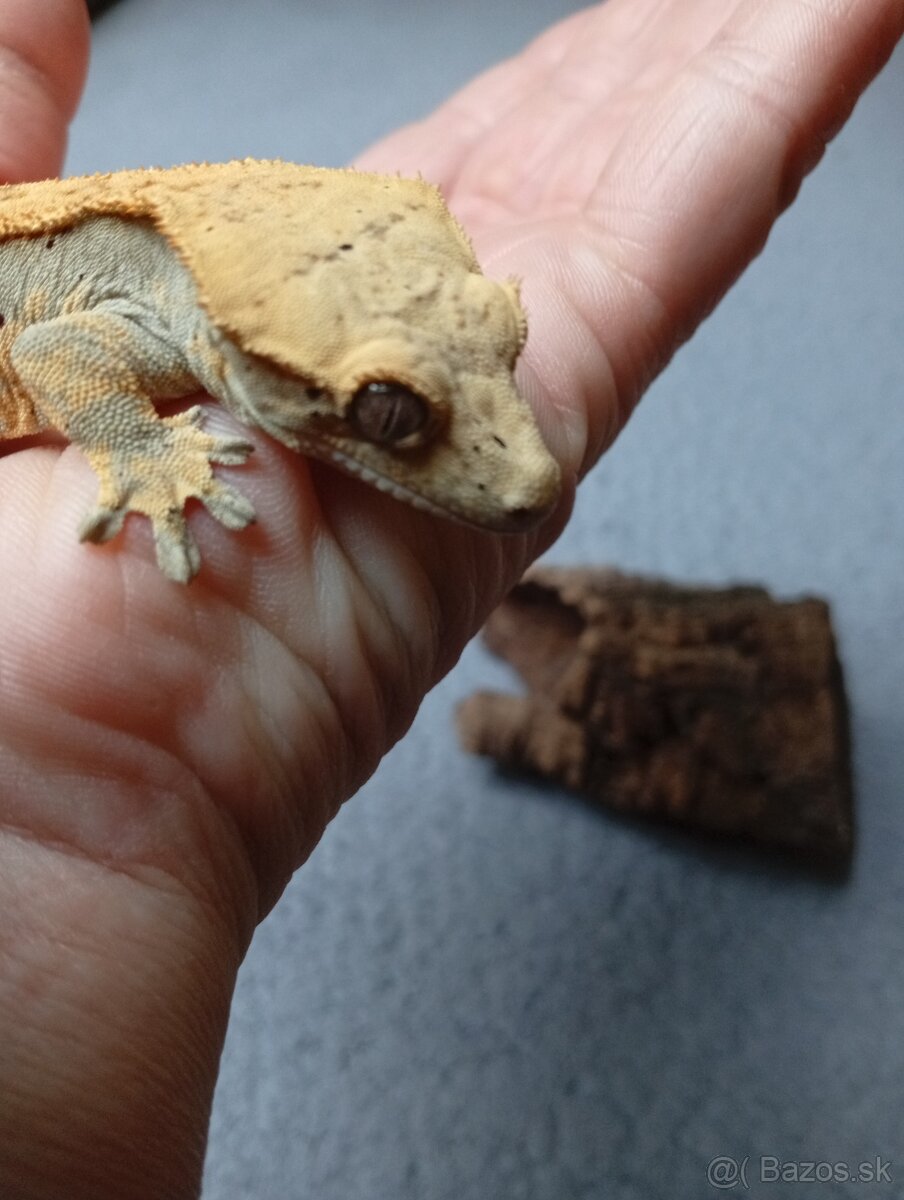 Pagekon riasnaty - 6