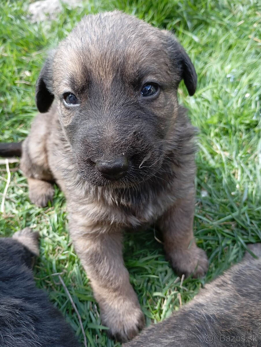 Darujem šteniatka - 6