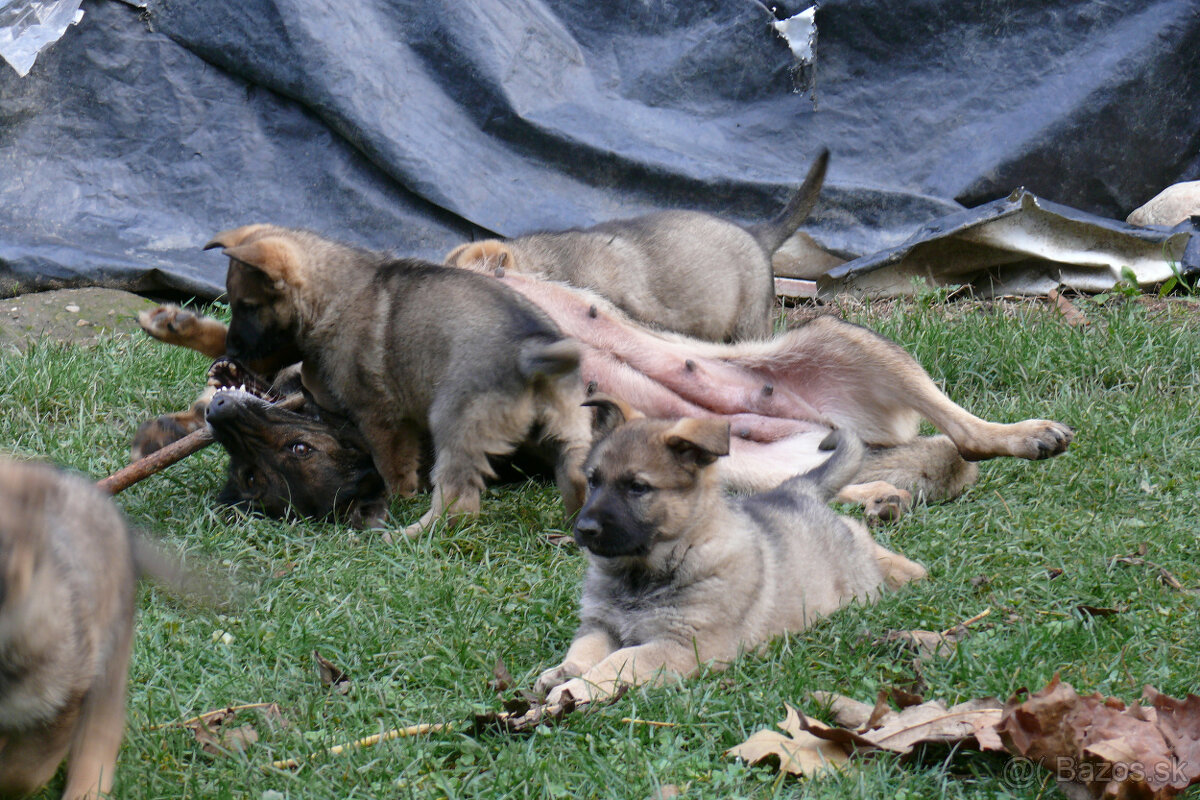 Nemecký ovčiak šteniatka - 6