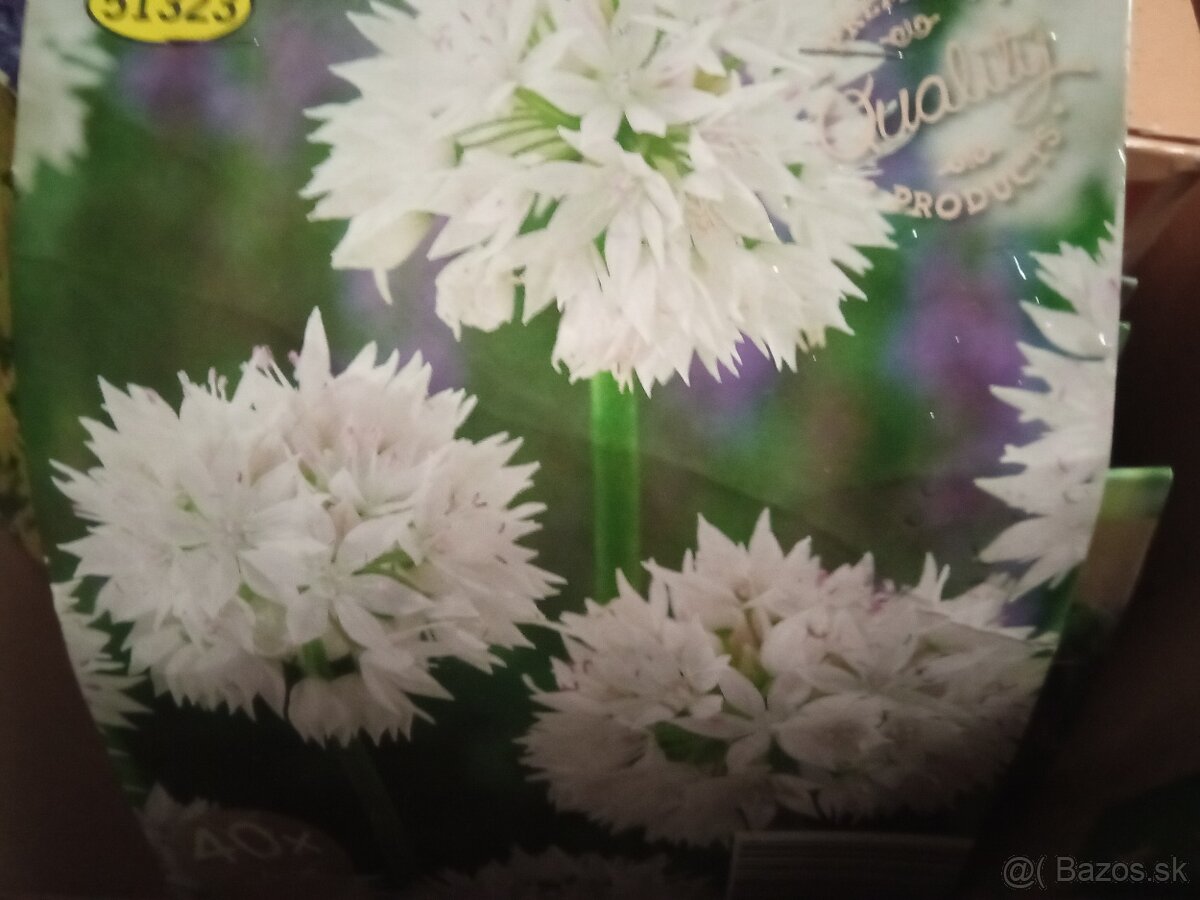 Cibuloviny - 6