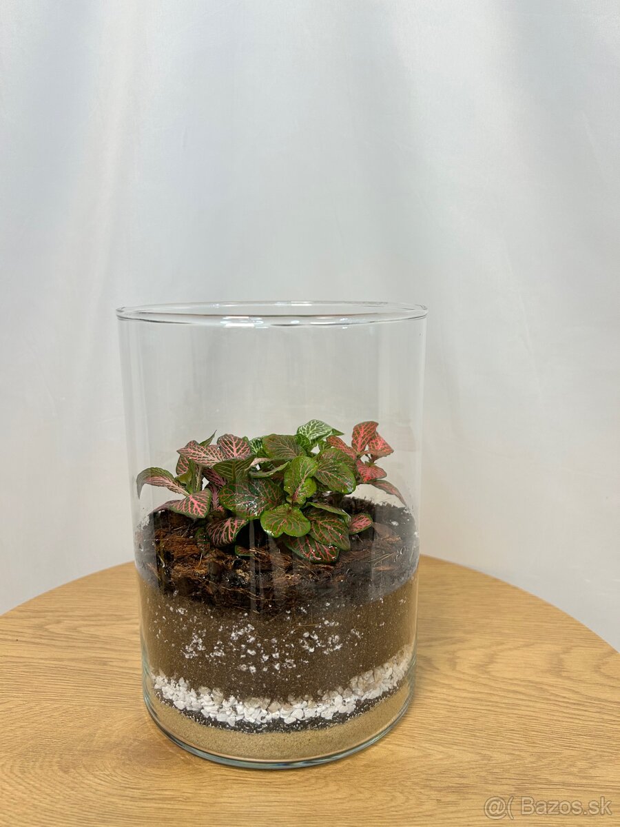 Rastlinné teráriá - 6