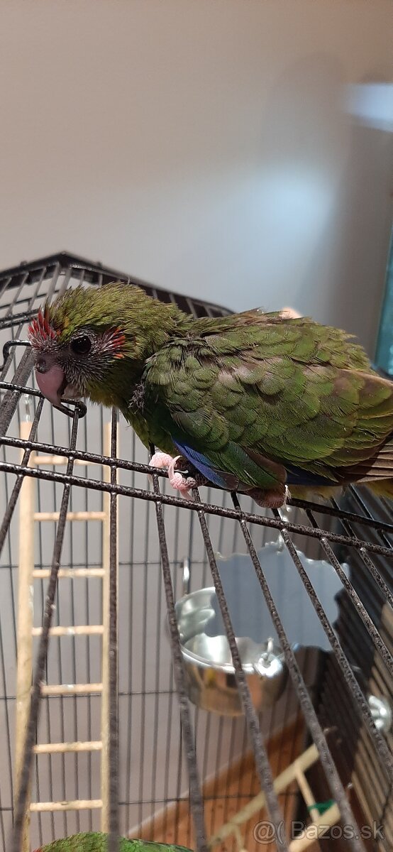 Predám mladé Kakariky - 6