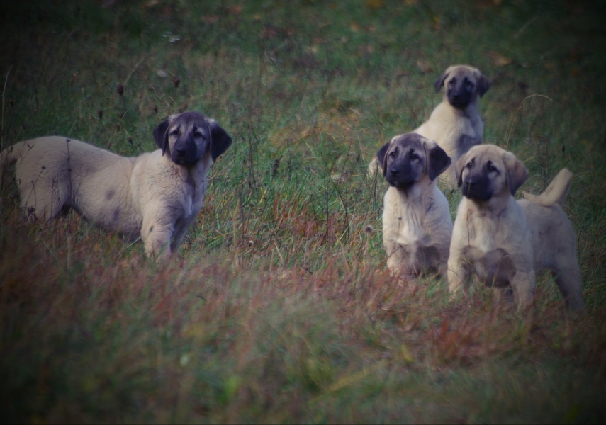 Kangal šteňatá, šteniatka k už odberu - 6