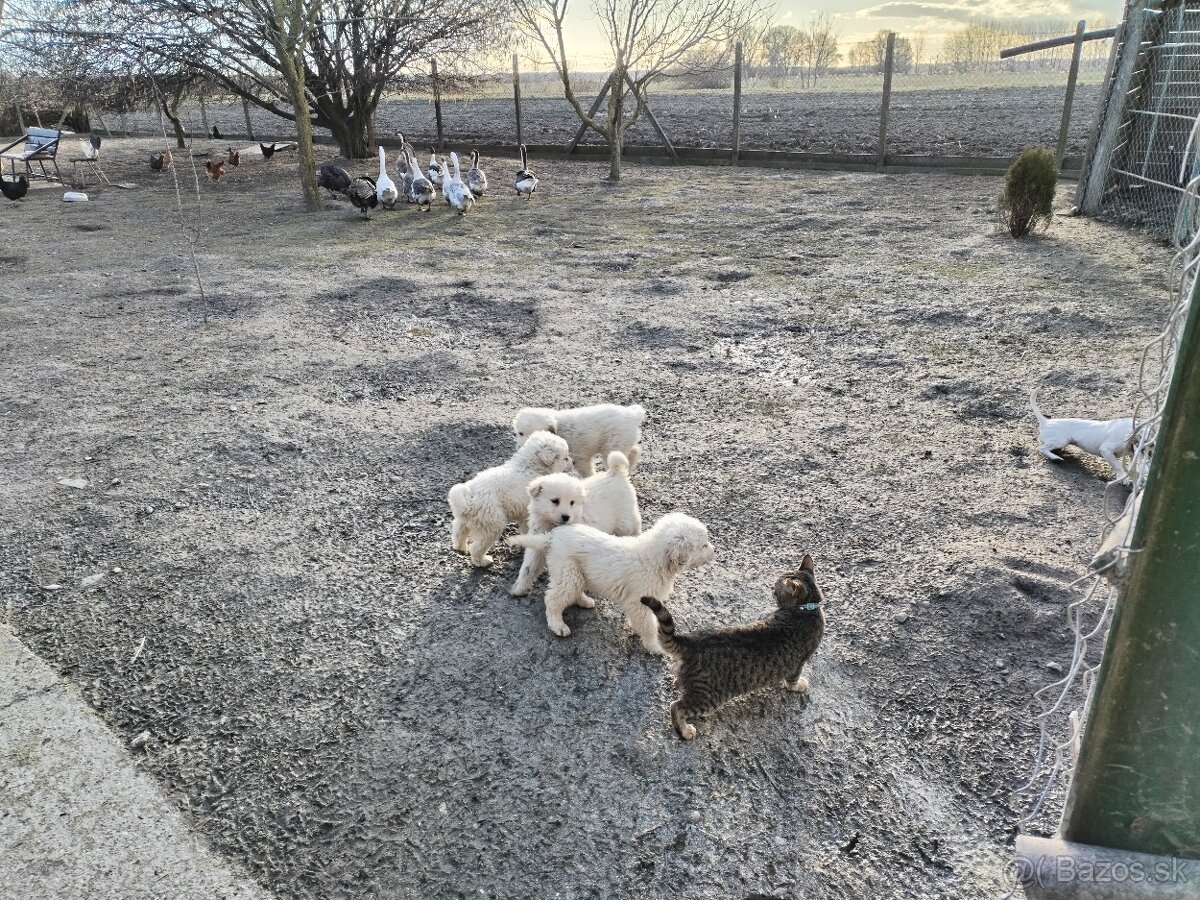 Slovenský čuvač - šteniatka - 6