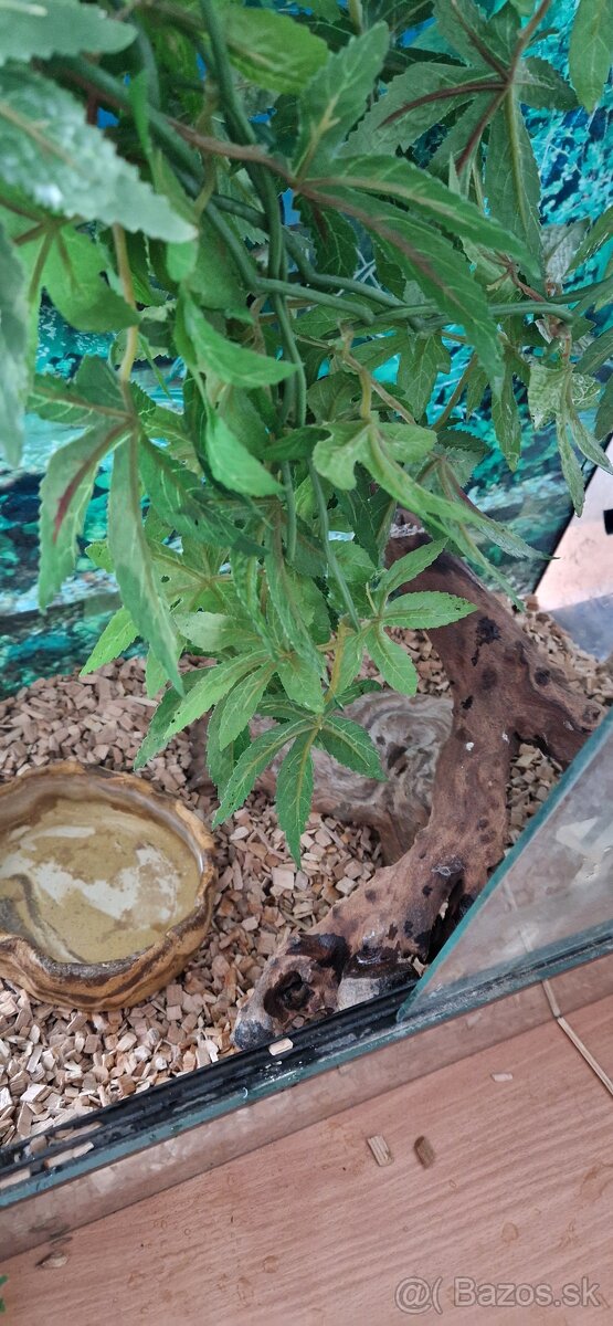 Užovky plus teraria na predaj - 6