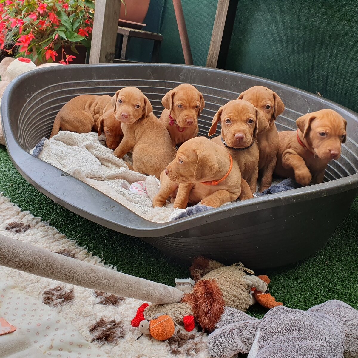 Maďarská vyžla s PP - 6