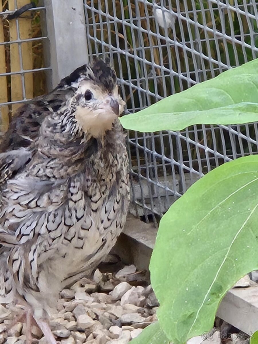 Prepelica viržinská - zlatá - strieborná - 6