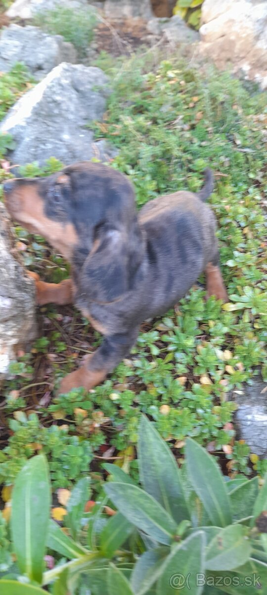 Jazvečík krátkosrstý merle - 6