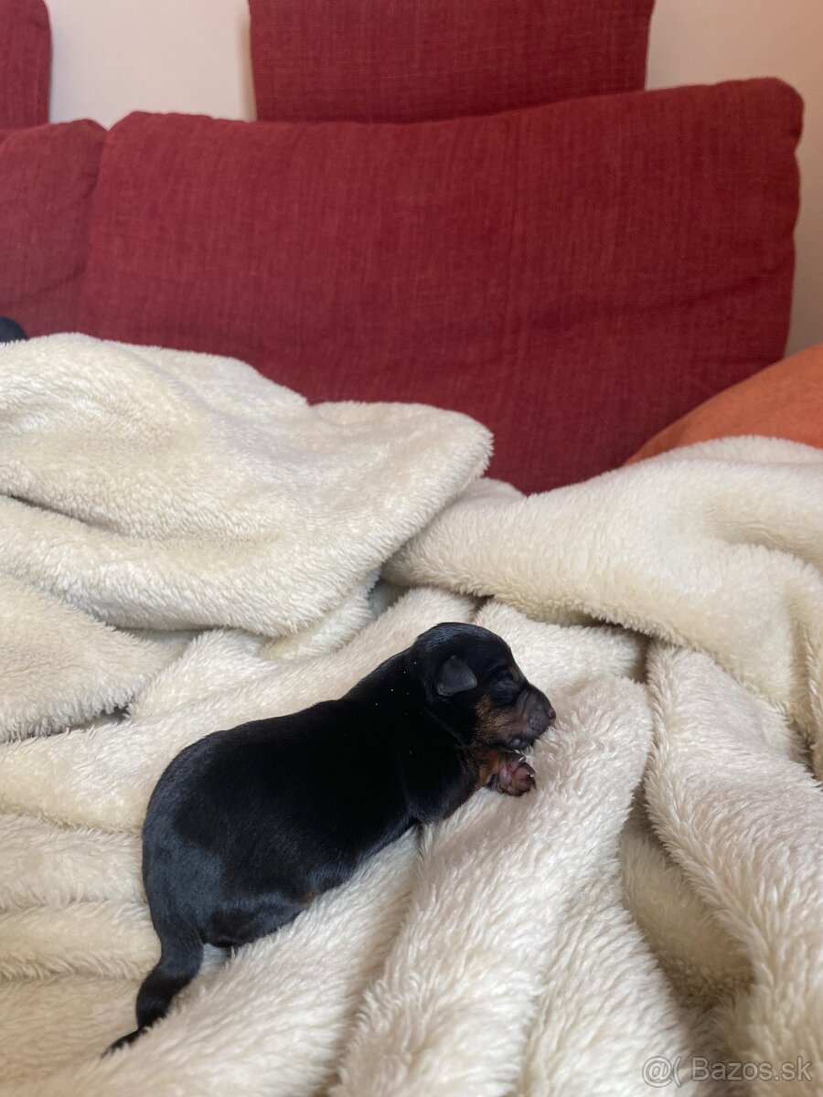 Srnčí ratlík x jack russel - 6