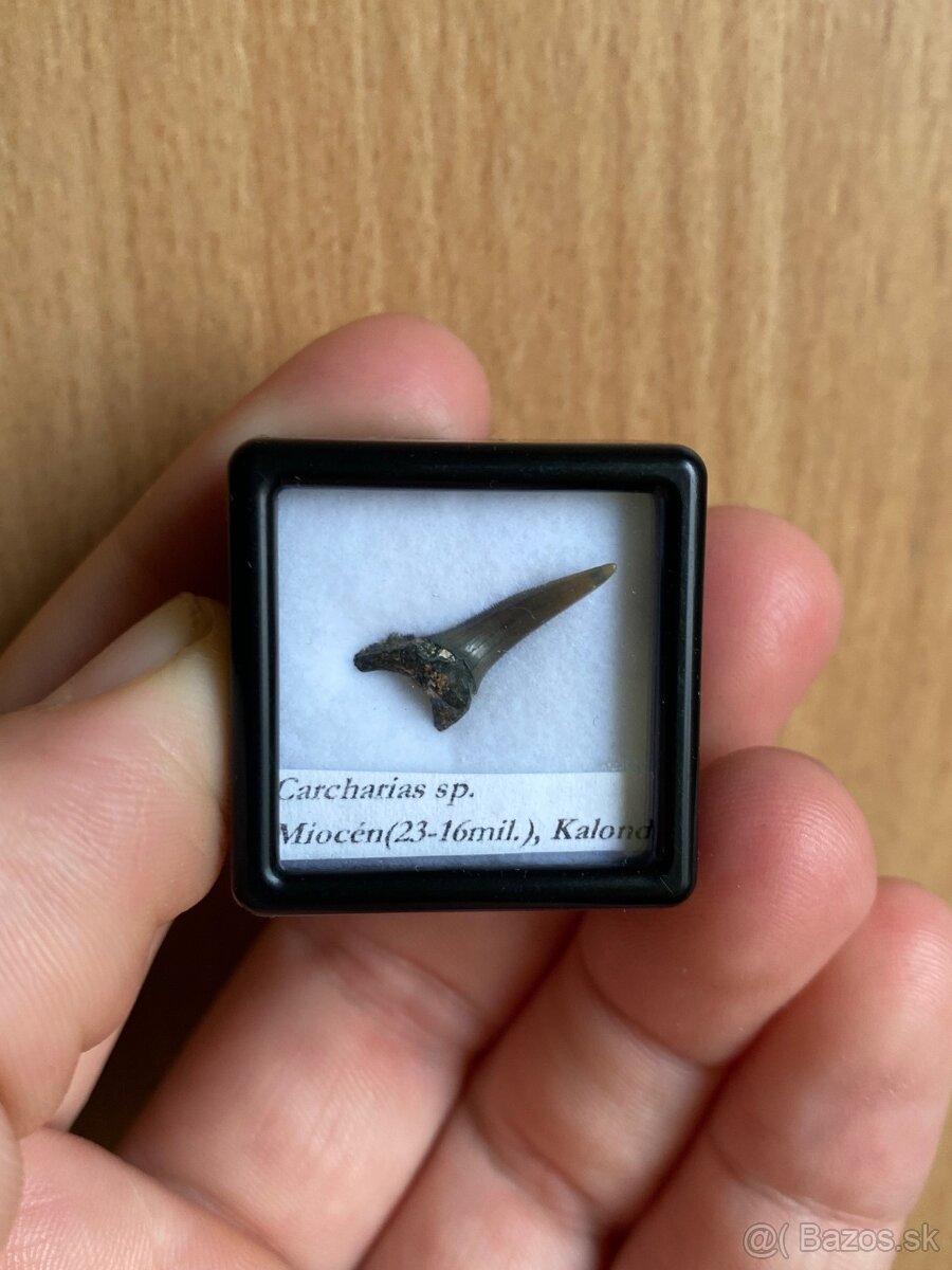 Fosílie žraločích zubov zo Slovenska - 6
