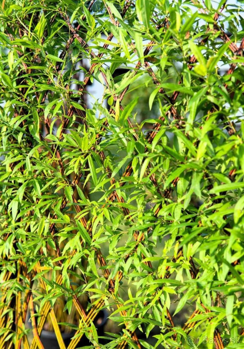Pletená Vŕba americana salix - 6