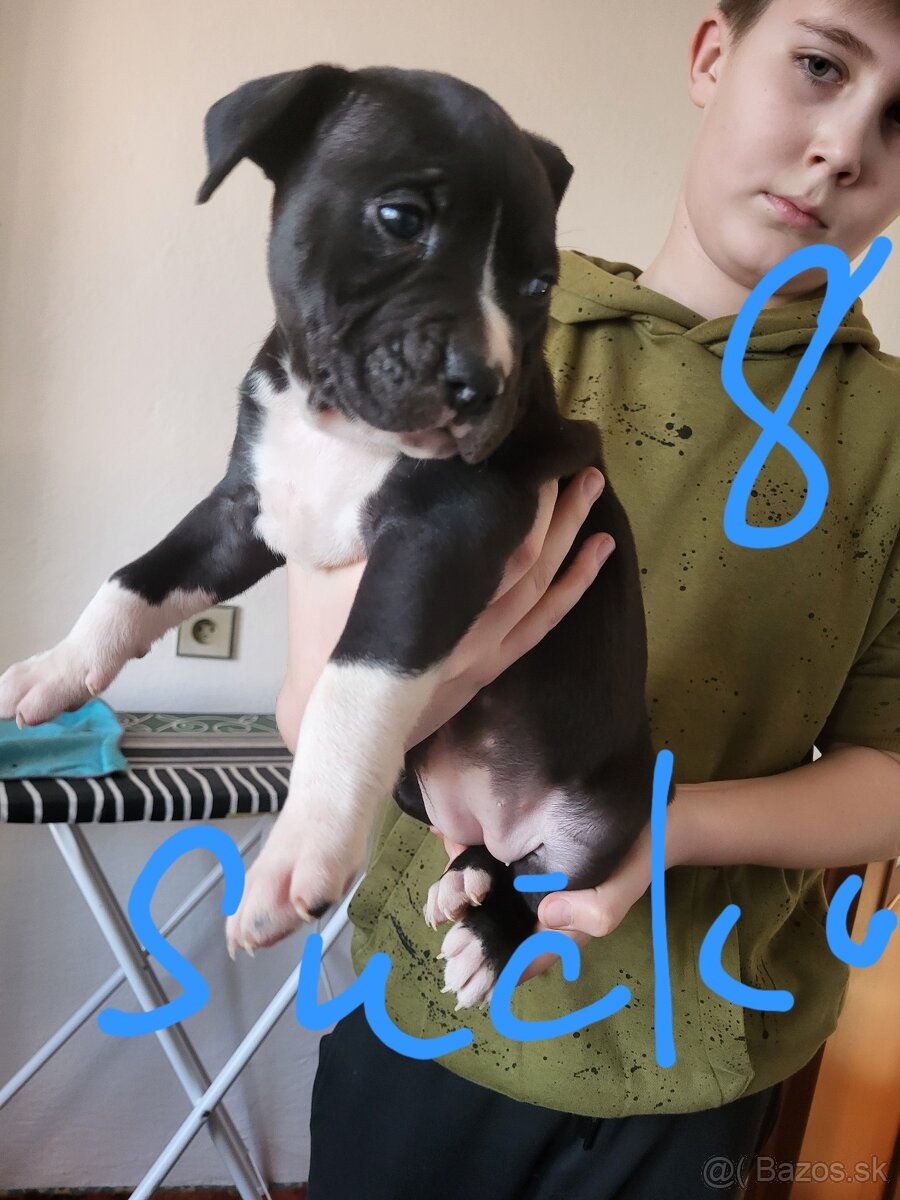 Americky Stafordšírsky terier steniatka. - 6