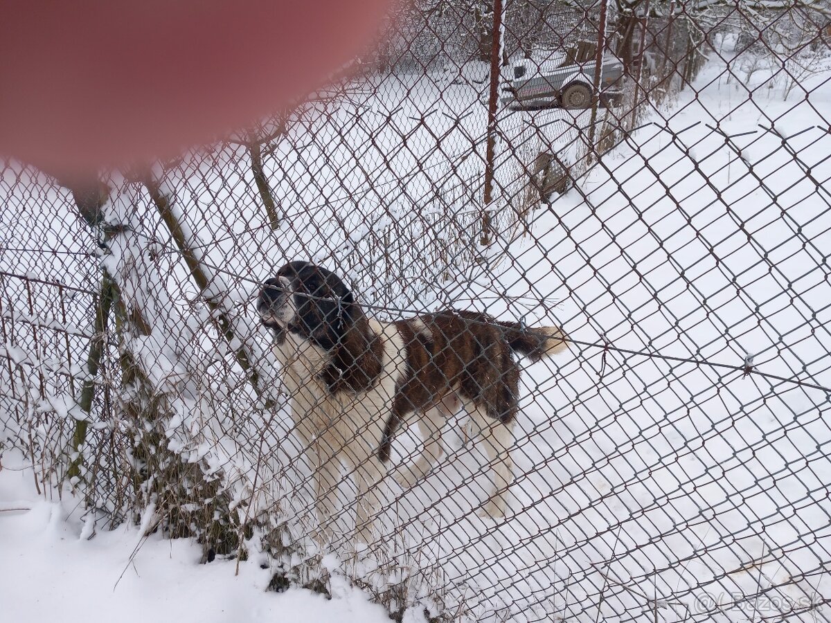 Stredoázijský ovčiak - 6