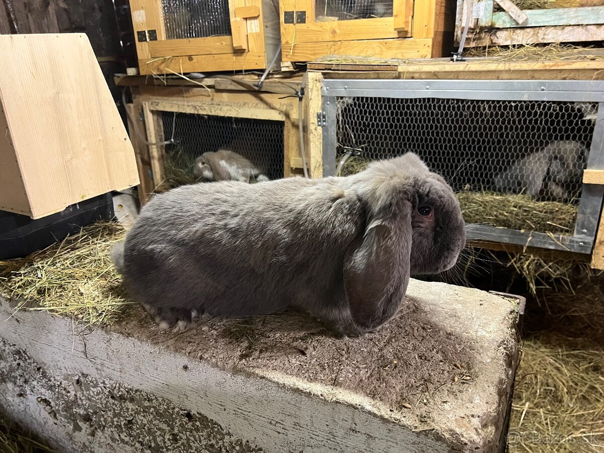 Francuzsky baran - 6