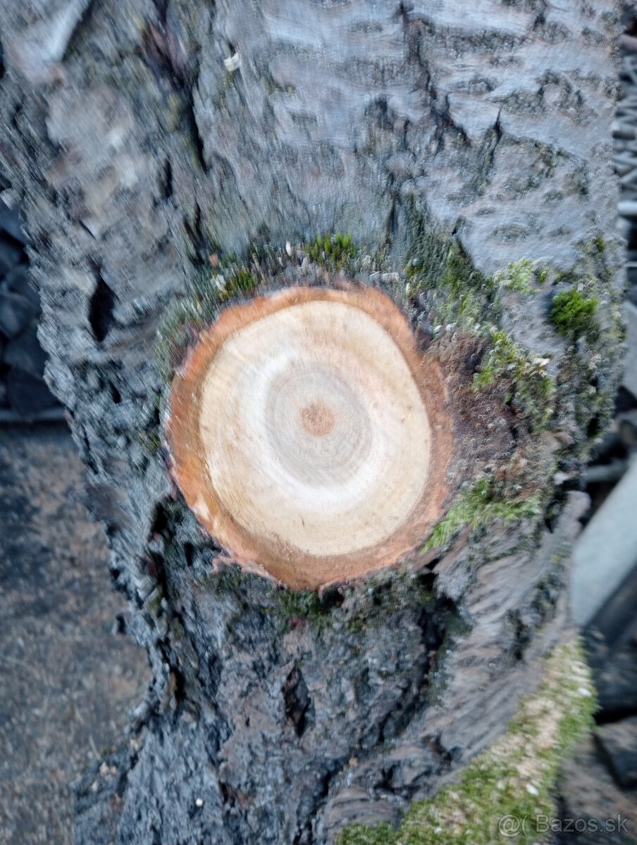 Ceresnové drevo - 6