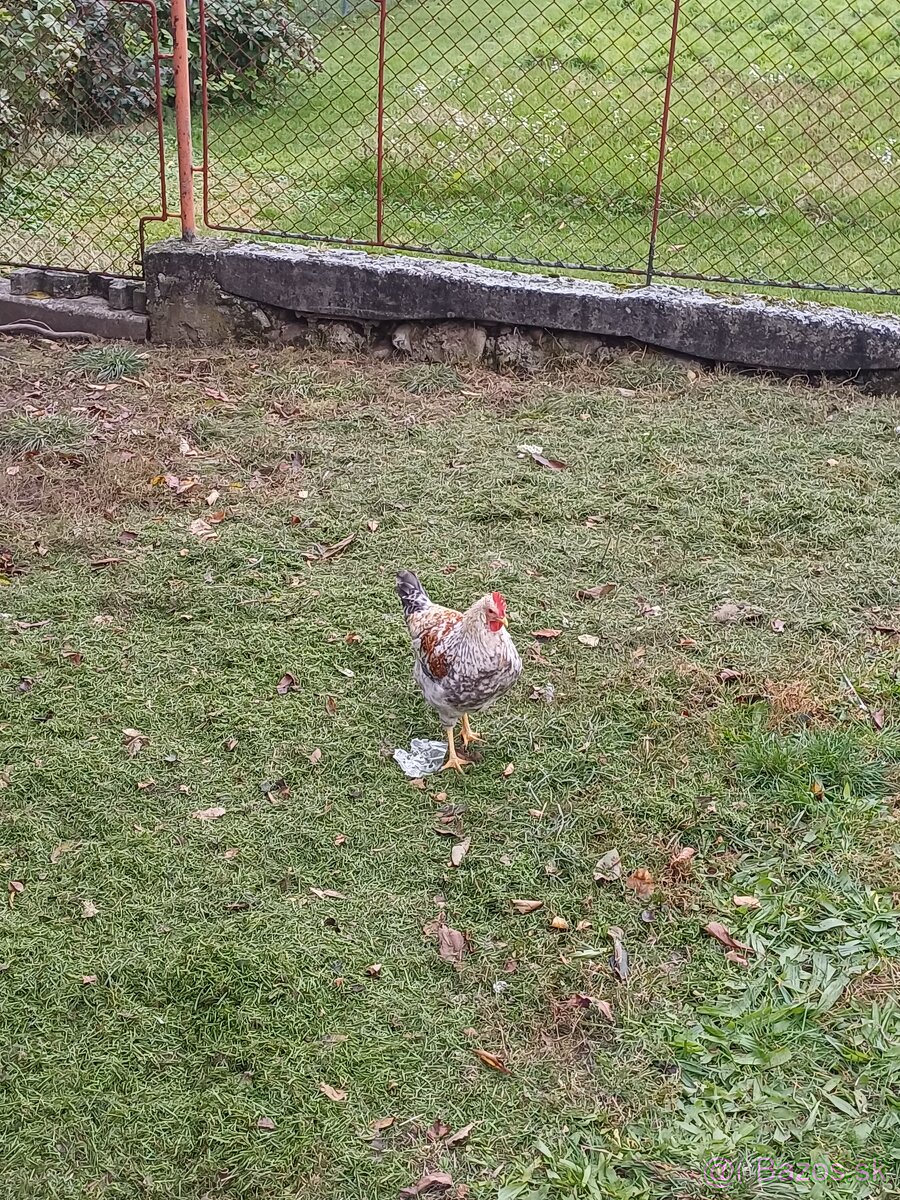 Kohúty araucana a cream legbar - 6