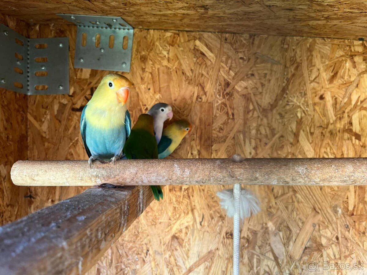 Andulky, korely, agapornis fischer - 6