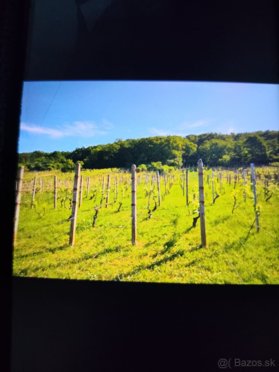 VINICA V TOKAJSKEJ OBLASTI - 6