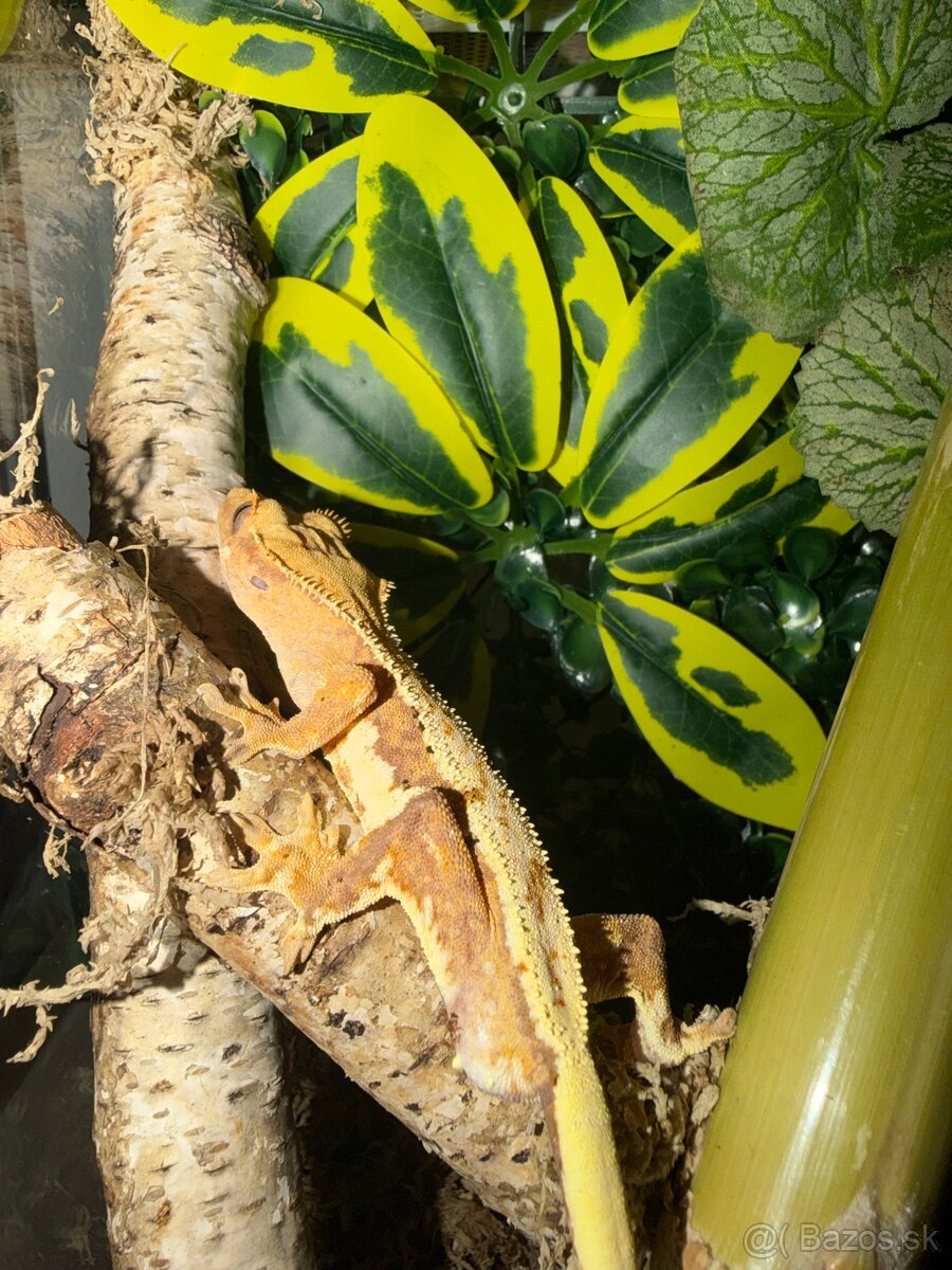 Terárium + Pagekon - 6