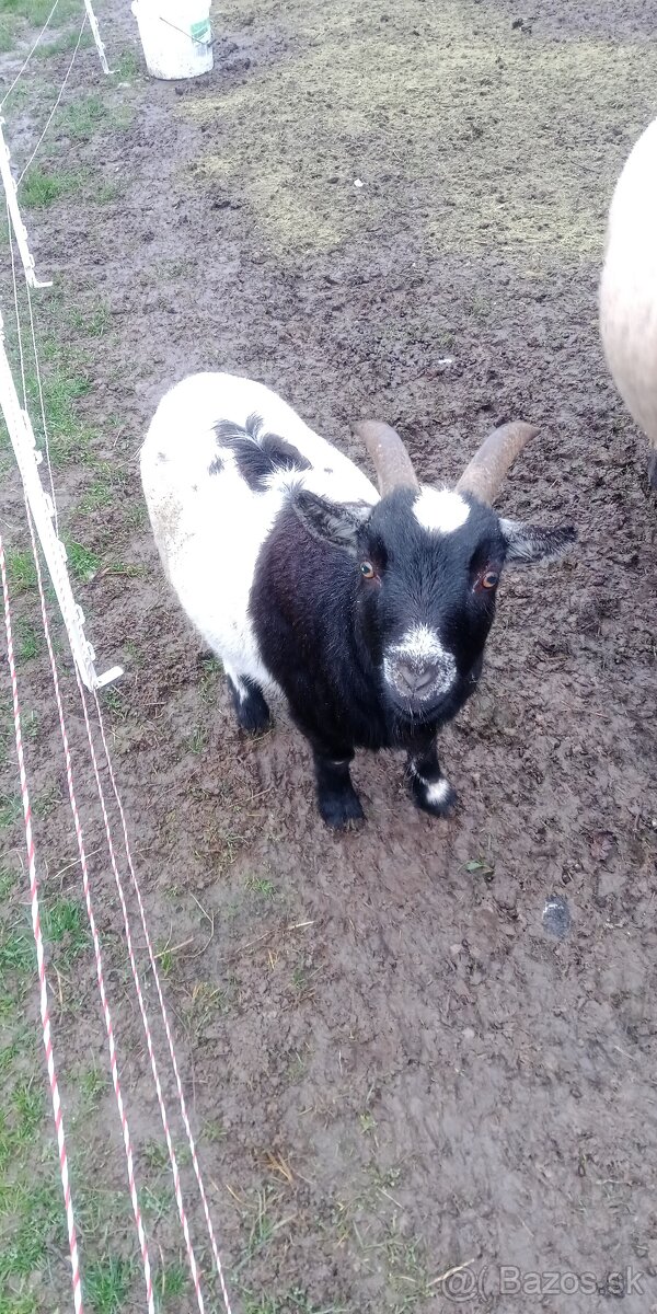 Holandský capko kastrovany 2 ročný - 6