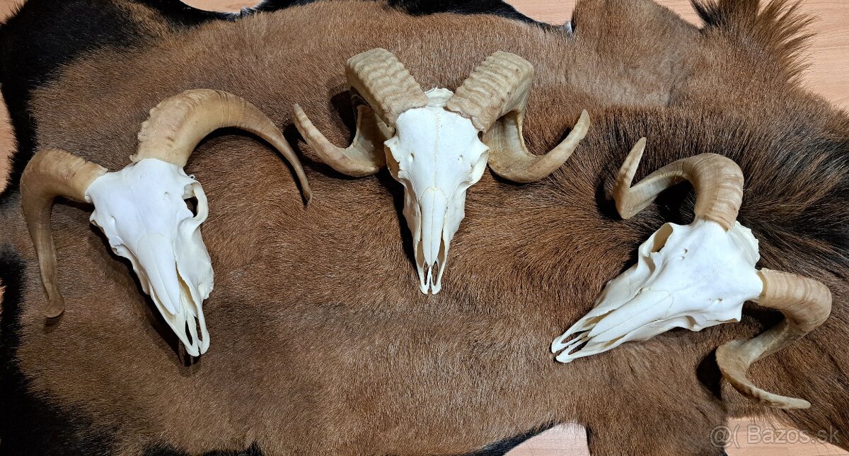 Trofeje, baran a cap - 6