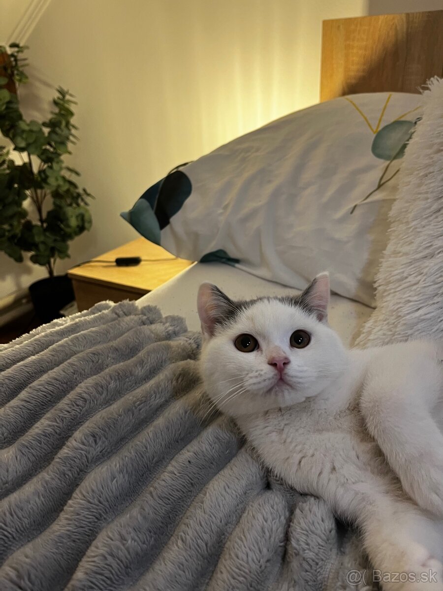 Britské mačiatka - 6