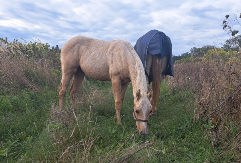Roční qh hřebeček reining původ - 6