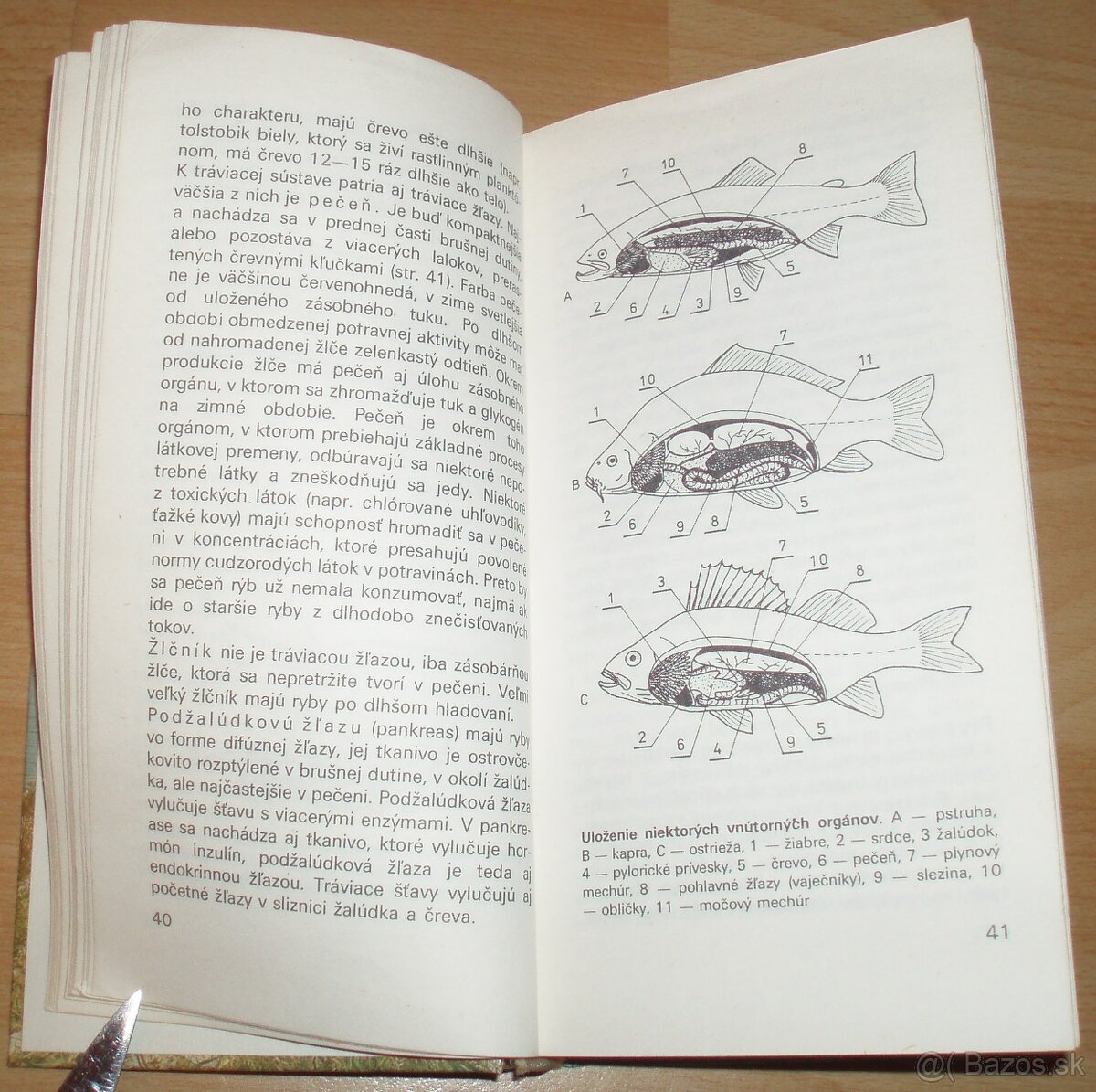 Atlas rýb - 6